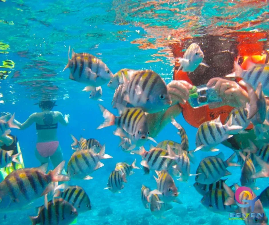 Playa Tranquila Deluxe + Snorkel + Mapaches (Bus), Cartagena