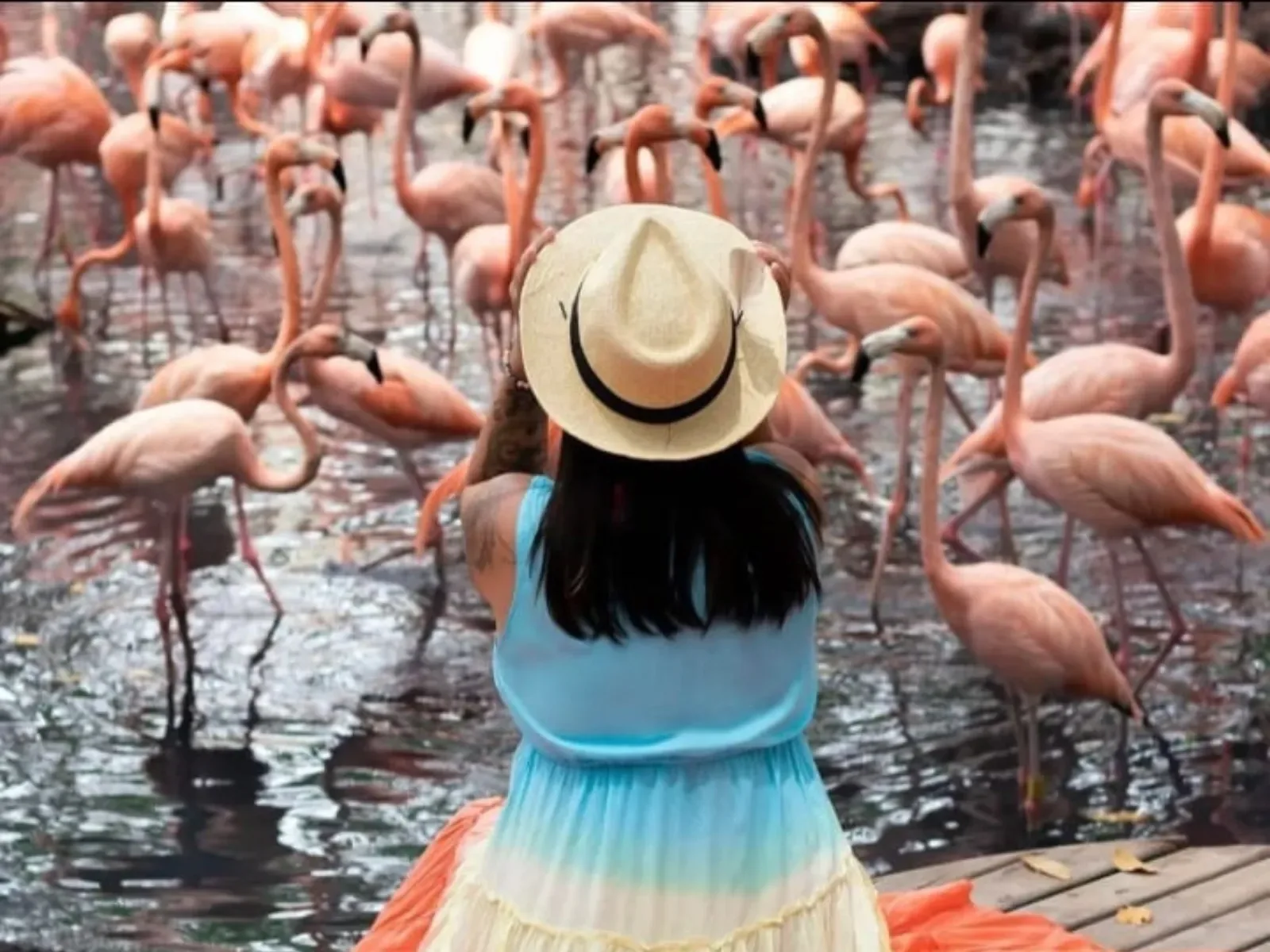 Playa Tranquila Deluxe + Aviario (Bus), Cartagena